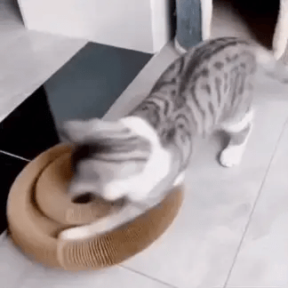 Miaou Loop – Griffoir interactif 🐱
