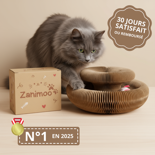 Miaou Loop – Griffoir interactif 🐱